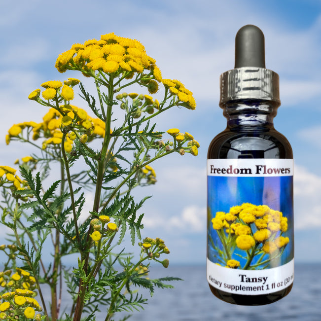 Tansy Flower Essence