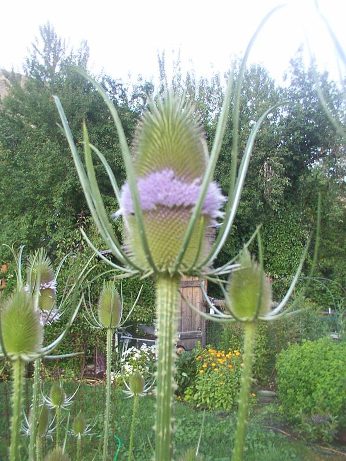 Teasel Flower Essence