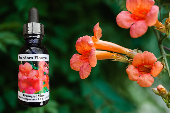 Trumpet Vine Flower Essence