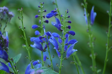 Skullcap Flower Essence