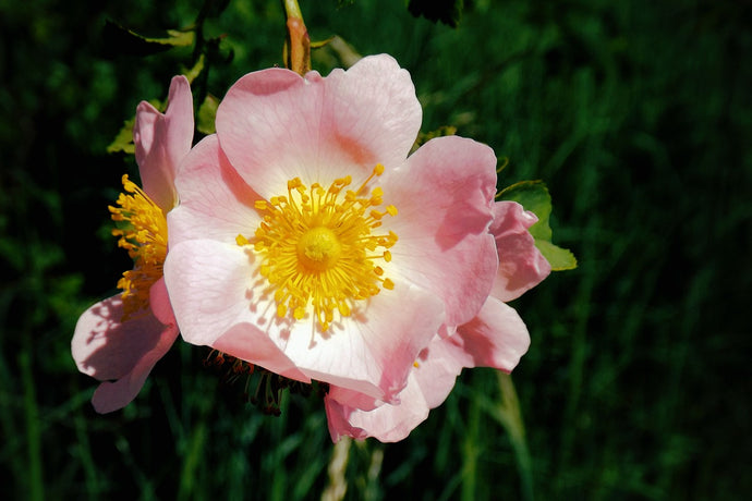 Wild Rose Flower Essence