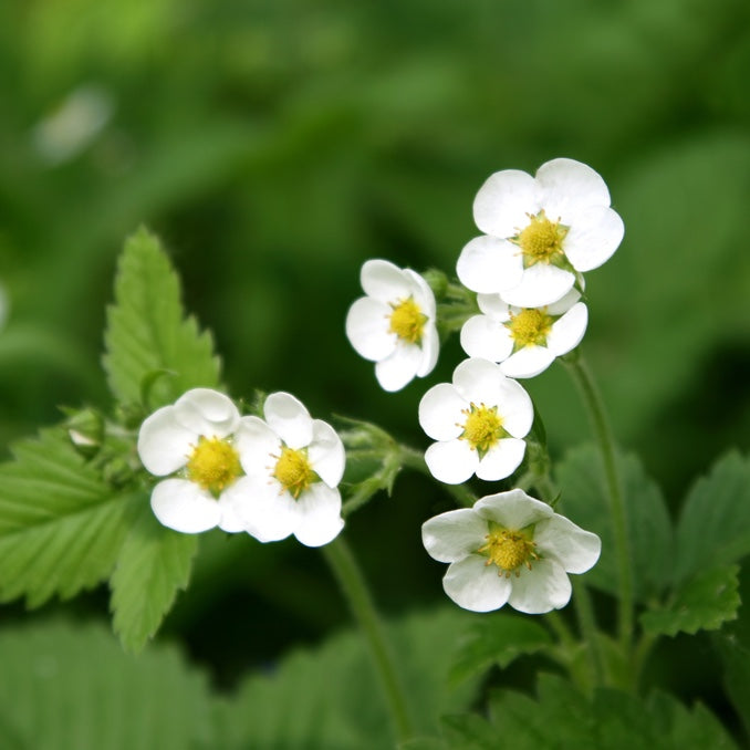 Wild Strawberry Flower Essence (Research)