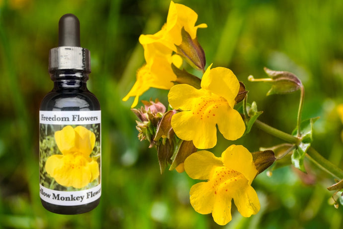 Yellow Monkey Flower Essence